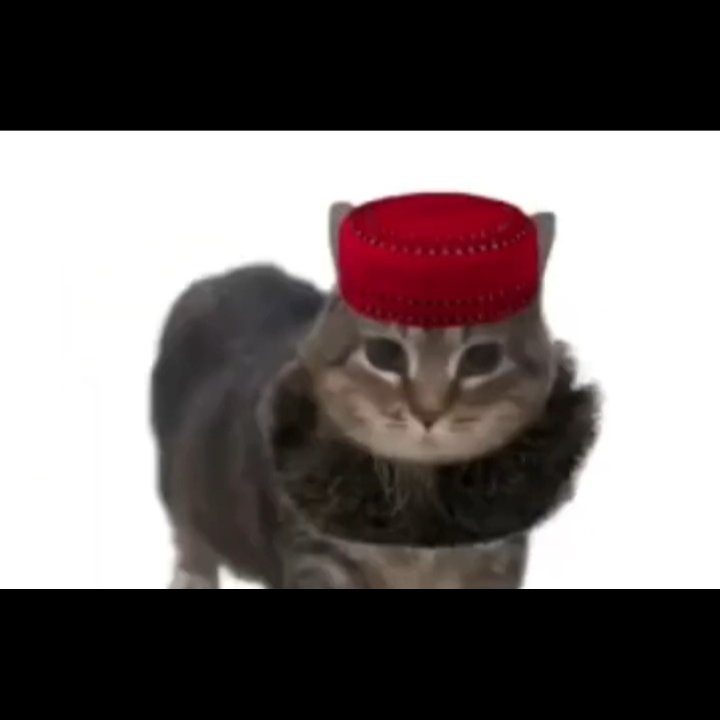 Bilinmeyen Şarki-UAiO Kedisi