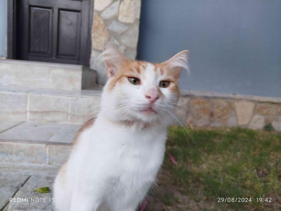 Sadece İzle Tamamı? 