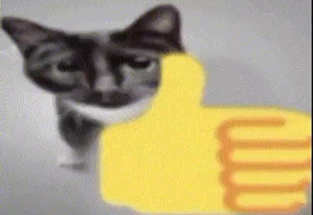 thumbs up cat
