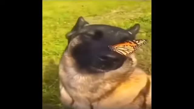 Burnunda Kelebek Olan Köpek