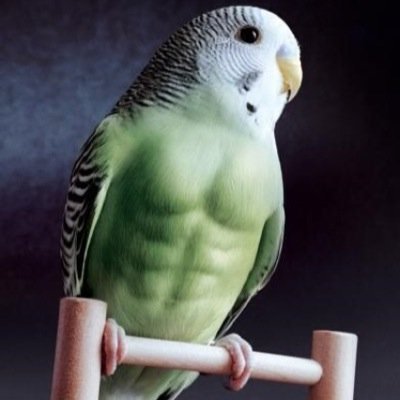 Muhabbet kuşu sesi ama 1 fps