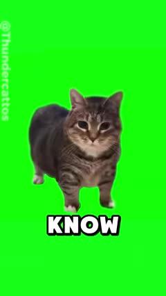 The Sad Story Behind This Meme 😢