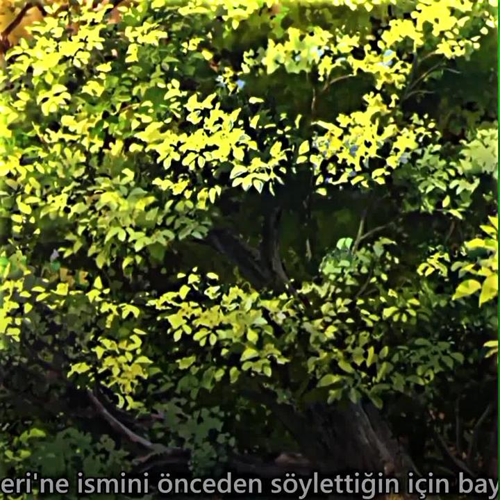 5 dakkada yaptigim edit