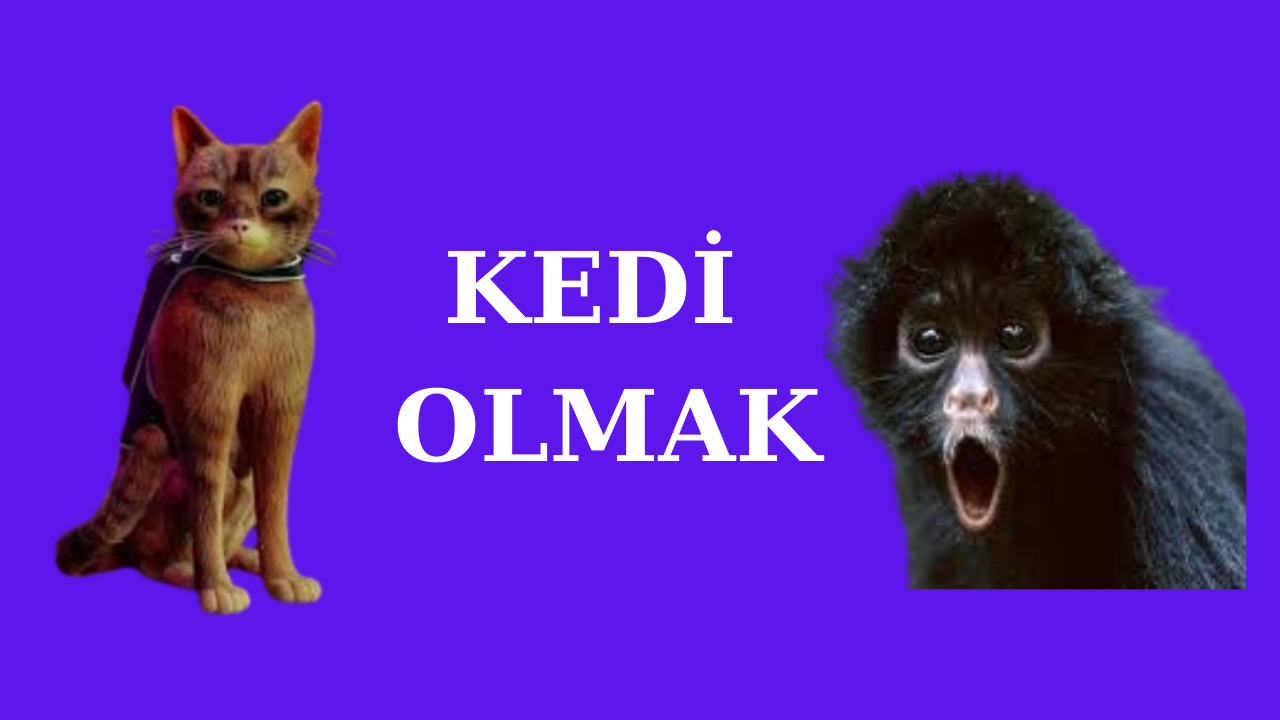 Kedi Olmak.