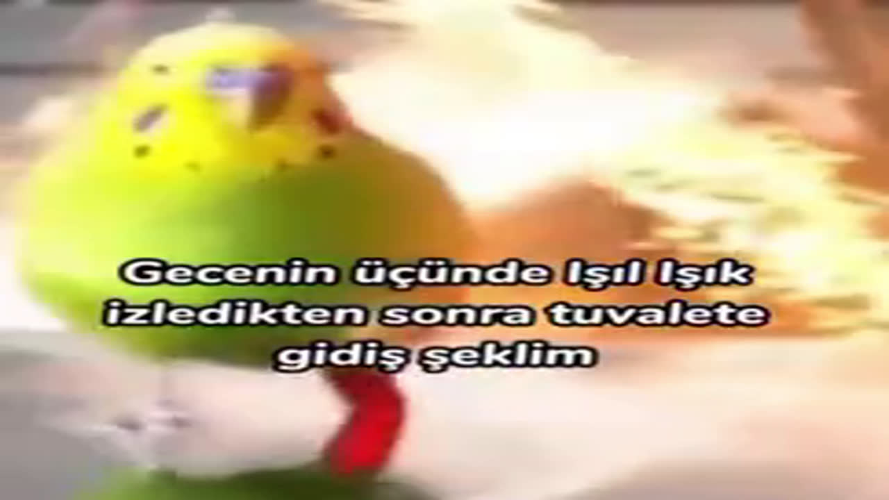 Patlamadan gacan kuş