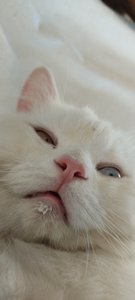 Büyük Kediler Turnuvası