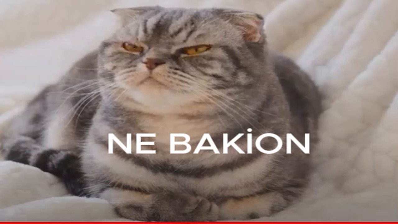NE BAKİON