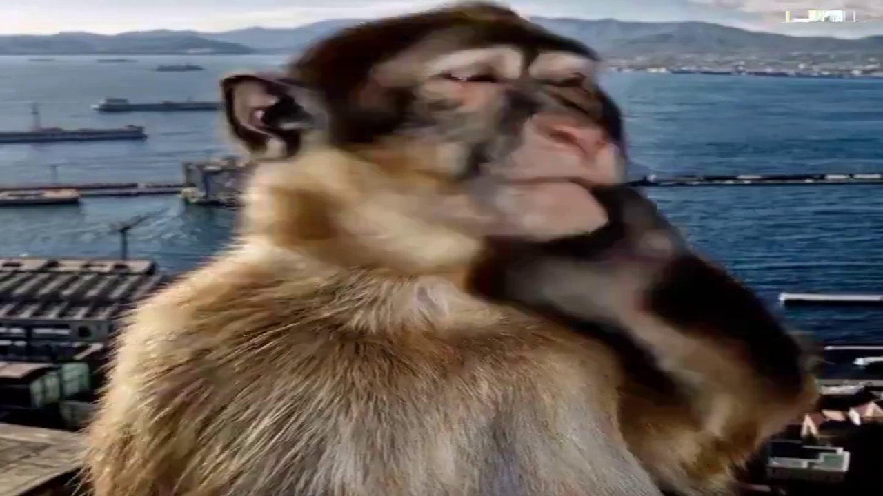 Düşünen maymun hareket ediyor