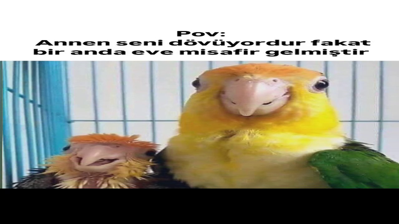 Bildirim Shitpostcu Dayi 1 shitpost Gönderdi #3 Tam annenle kavga ederken misafir gelmiştir